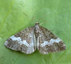 Attēlu rezultāti vaicājumam “Perizoma affinitata”