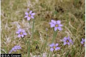 Attēlu rezultāti vaicājumam “Sisyrinchium montanum”