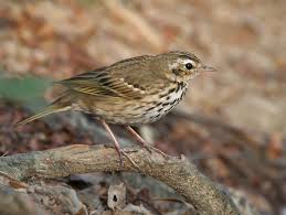 Image result for Anthus hodgsoni