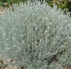 Image result for Helichrysum lindleyii