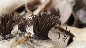 Attēlu rezultāti vaicājumam “Stemonitis sp.”