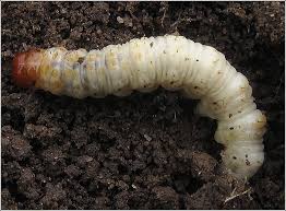 Attēlu rezultāti vaicājumam “Hepialus humuli”