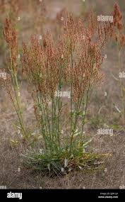 Attēlu rezultāti vaicājumam “Rumex thyrsiflorus”