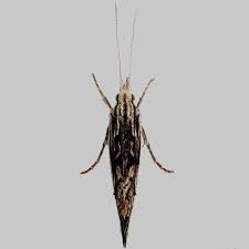 Attēlu rezultāti vaicājumam “Ypsolopha scabrella”