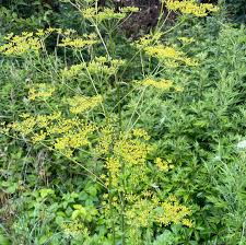 Attēlu rezultāti vaicājumam “Pastinaca sativa”