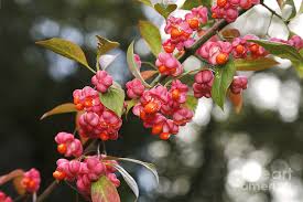 Attēlu rezultāti vaicājumam “Euonymus europaeus”
