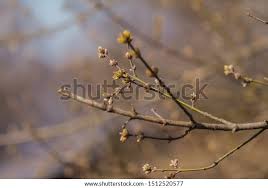 Attēlu rezultāti vaicājumam “Acer negundo bud”