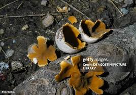 Attēlu rezultāti vaicājumam “Peziza vesiculosa”