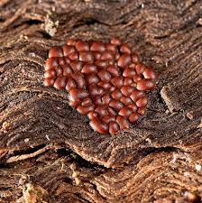 Attēlu rezultāti vaicājumam “Perichaena corticalis macro”