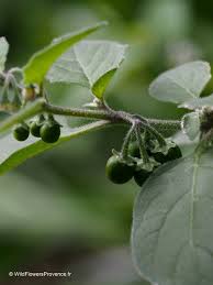 Attēlu rezultāti vaicājumam “Solanum nigrum”