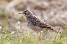 Image result for Anthus godlewskii