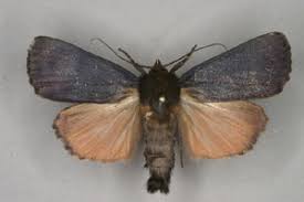 Attēlu rezultāti vaicājumam “Amphipyra livida”