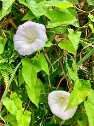 Attēlu rezultāti vaicājumam “Calystegia sepium”