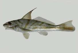 Image result for Menticirrhus saxatilis