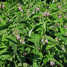 Image result for Symphytum officinale