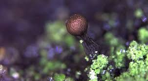 Attēlu rezultāti vaicājumam “Liceaceae”