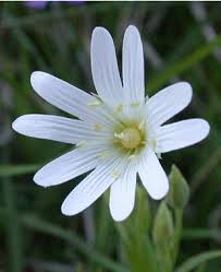 Attēlu rezultāti vaicājumam “Stellaria holostea fruit”