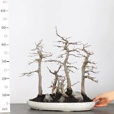 Attēlu rezultāti vaicājumam “Priobium carpini”