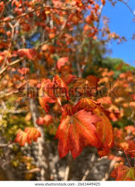 Attēlu rezultāti vaicājumam “Acer rufinerve”