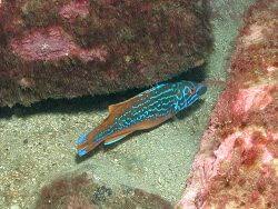 Image result for Labrus mixtus