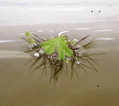 Attēlu rezultāti vaicājumam “Ricciocarpos natans”