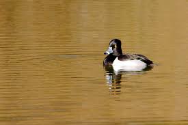 Image result for Aythya affinis