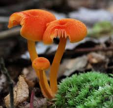 Attēlu rezultāti vaicājumam “Hygrocybe cantharellus”