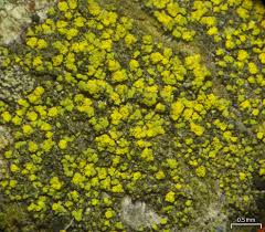 Attēlu rezultāti vaicājumam “Candelariella sp.”