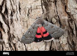 Attēlu rezultāti vaicājumam “Catocala pacta”