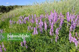 Attēlu rezultāti vaicājumam “Vicia cracca”