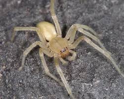 Attēlu rezultāti vaicājumam “Cheiracanthium sp. male”