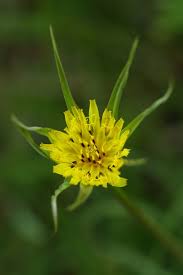 Attēlu rezultāti vaicājumam “Tragopogon pratensis subsp. pratensis leaf”