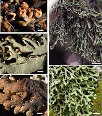 Attēlu rezultāti vaicājumam “Hypogymnia vittata”