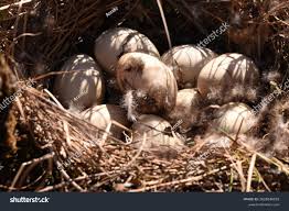 Attēlu rezultāti vaicājumam “Anas platyrhynchos eggs”