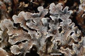 Attēlu rezultāti vaicājumam “Physconia enteroxantha”