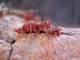 Attēlu rezultāti vaicājumam “Arcyria denudata young”