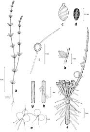 Attēlu rezultāti vaicājumam “Chara aspera”
