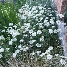 Image result for Campanula lingulata