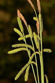 Attēlu rezultāti vaicājumam “Carex cespitosa”