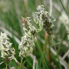Attēlu rezultāti vaicājumam “Sesleria caerulea leaf”