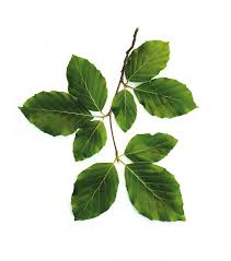 Attēlu rezultāti vaicājumam “Fagus sylvatica leaf”