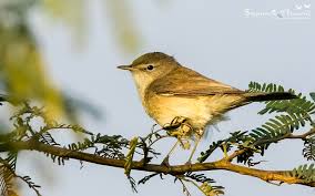 Attēlu rezultāti vaicājumam “Hippolais caligata adult”