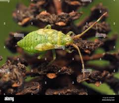 Attēlu rezultāti vaicājumam “Pantilius tunicatus imago”