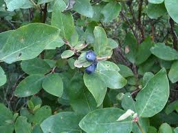 Attēlu rezultāti vaicājumam “Lonicera caerulea var. pallasii fruit”