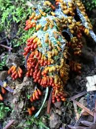 Attēlu rezultāti vaicājumam “Leocarpus fragilis spores”