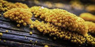 Attēlu rezultāti vaicājumam “Ceratiomyxa fruticulosa macro”