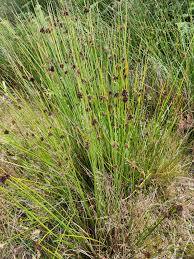 Attēlu rezultāti vaicājumam “Juncus conglomeratus”