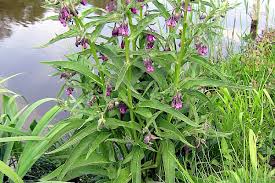 Image result for Symphytum officinale