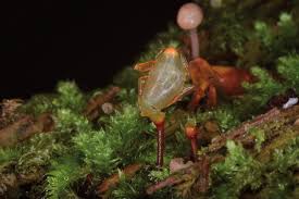 Attēlu rezultāti vaicājumam “Buxbaumia aphylla sporophyte”