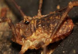 Attēlu rezultāti vaicājumam “Lophopilio palpinalis”